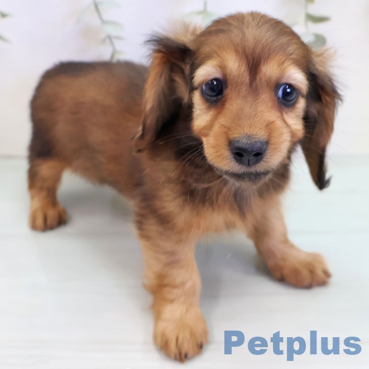 埼玉県のカニンヘンダックスフンド(ロング) (ペットプラス 与野店/2025年9月18日生まれ/女の子/レッド)の子犬