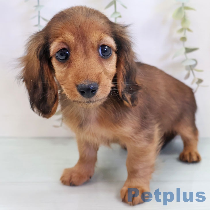 宮崎県のカニンヘンダックスフンド(ロング) (ペットプラス 宮崎店/2025年9月18日生まれ/女の子/レッド)の子犬の1枚目の画像