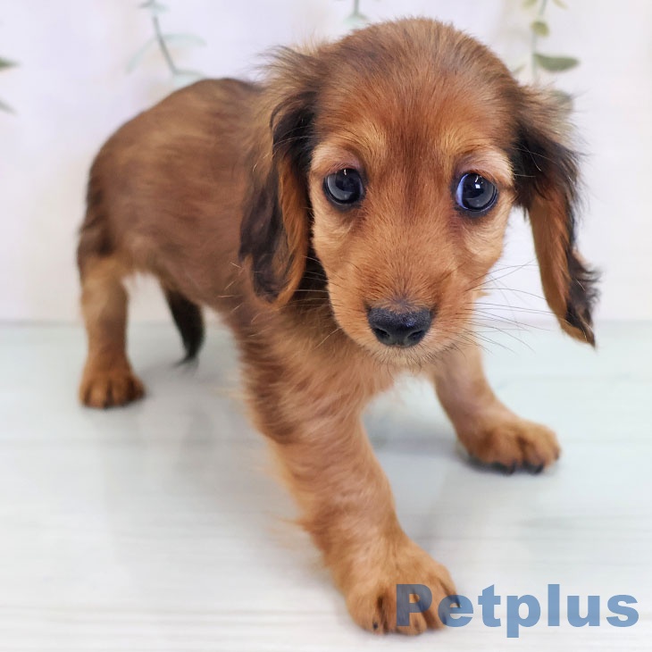 宮崎県のカニンヘンダックスフンド(ロング) (ペットプラス 宮崎店/2025年9月18日生まれ/女の子/レッド)の子犬の2枚目の画像