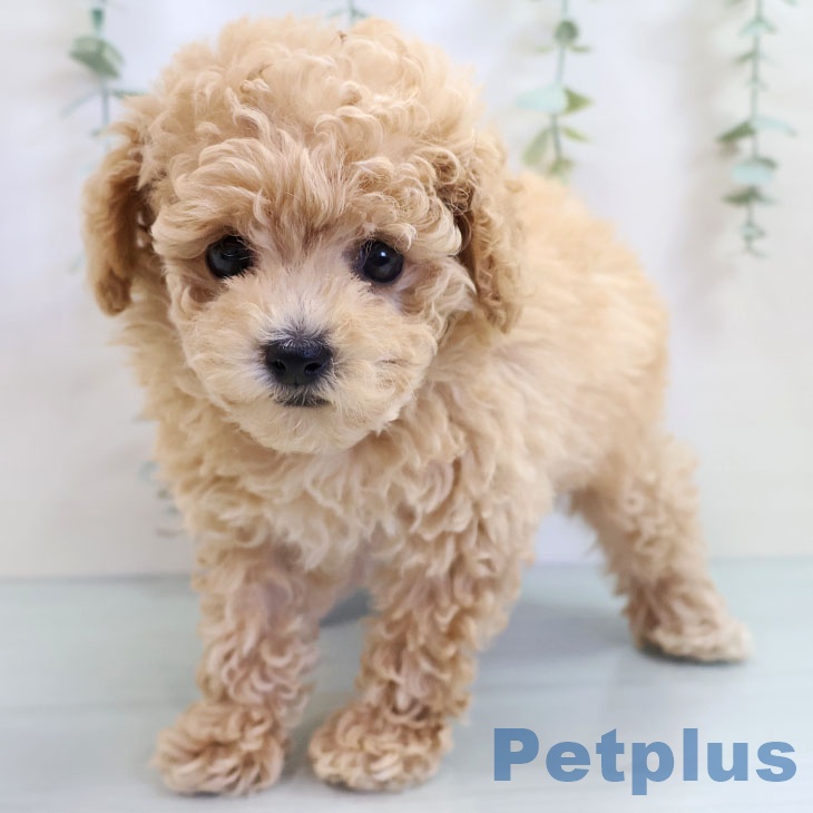 熊本県のトイプードル(トイ) (ペットプラス 熊本店/2025年9月18日生まれ/男の子/アプリコット)の子犬の1枚目の画像