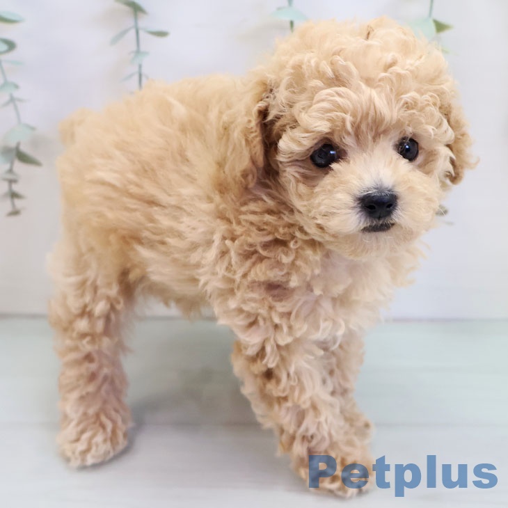 熊本県のトイプードル(トイ) (ペットプラス 熊本店/2025年9月18日生まれ/男の子/アプリコット)の子犬の2枚目の画像