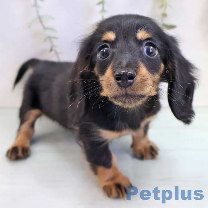 福岡県のミニチュアダックスフンド(ロング) (ペットプラス 黒崎店/2025年9月17日生まれ/男の子/ブラックタン)の子犬の1枚目の画像