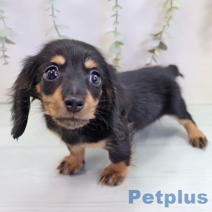 福岡県のミニチュアダックスフンド(ロング) (ペットプラス 黒崎店/2025年9月17日生まれ/男の子/ブラックタン)の子犬の2枚目の画像