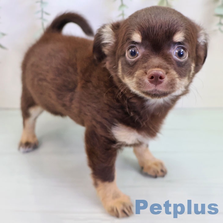 福岡県のチワワ(ロング) (ペットプラス ららぽーと福岡店/2025年9月18日生まれ/男の子/チョコレートタンクリーム)の子犬の1枚目の画像