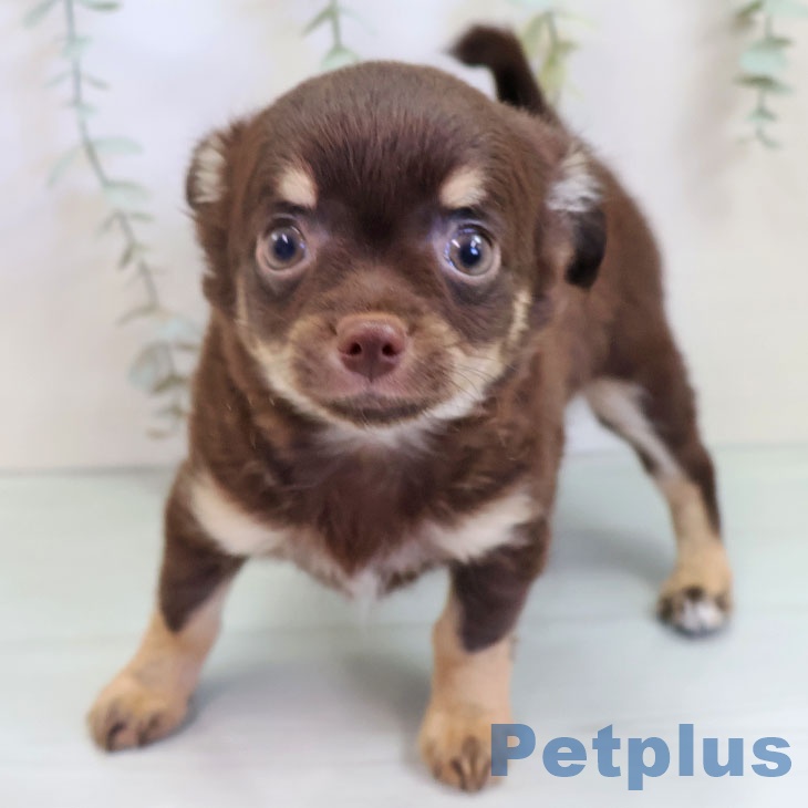 福岡県のチワワ(ロング) (ペットプラス ららぽーと福岡店/2025年9月18日生まれ/男の子/チョコレートタンクリーム)の子犬の2枚目の画像