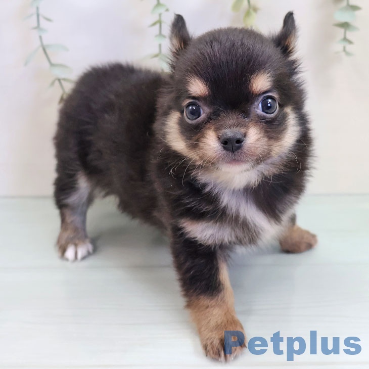 福岡県のチワワ(ロング) (ペットプラス 香椎浜店/2025年9月18日生まれ/女の子/ブラックタンホワイト)の子犬の1枚目の画像