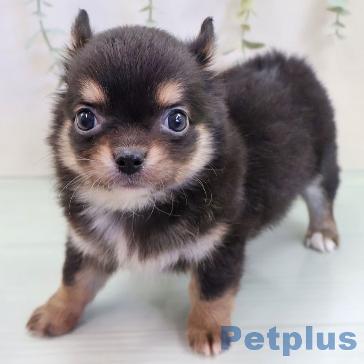 福岡県のチワワ(ロング) (ペットプラス 香椎浜店/2025年9月18日生まれ/女の子/ブラックタンホワイト)の子犬の2枚目の画像