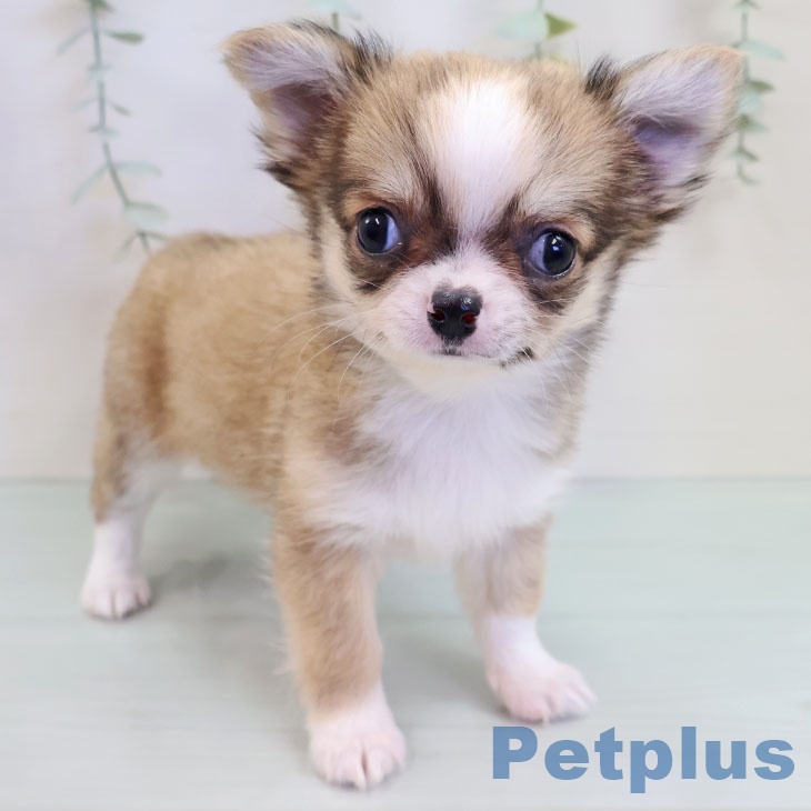 福岡県のチワワ(ロング) (ペットプラス 香椎浜店/2025年9月18日生まれ/女の子/フォーンホワイト)の子犬の1枚目の画像