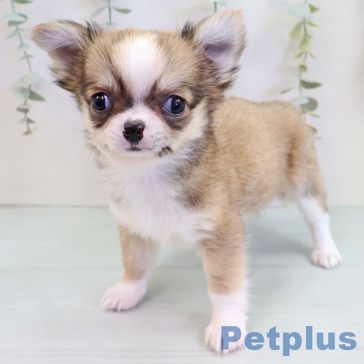 福岡県のチワワ(ロング) (ペットプラス 香椎浜店/2025年9月18日生まれ/女の子/フォーンホワイト)の子犬の2枚目の画像