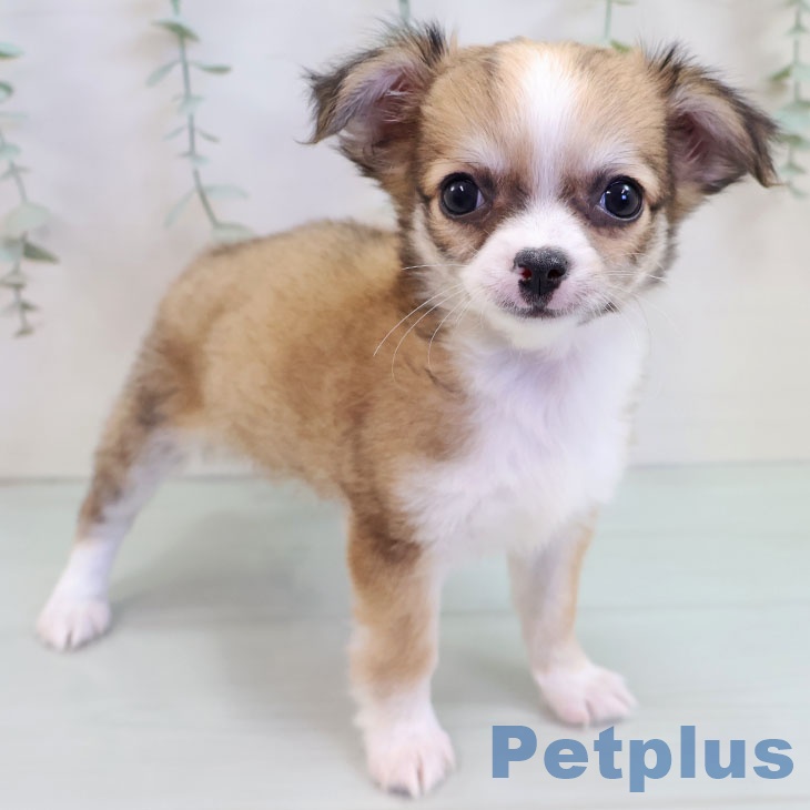 福岡県のチワワ(ロング) (ペットプラス MARK IS 福岡ももち店/2025年9月18日生まれ/女の子/フォーンホワイト)の子犬の1枚目の画像