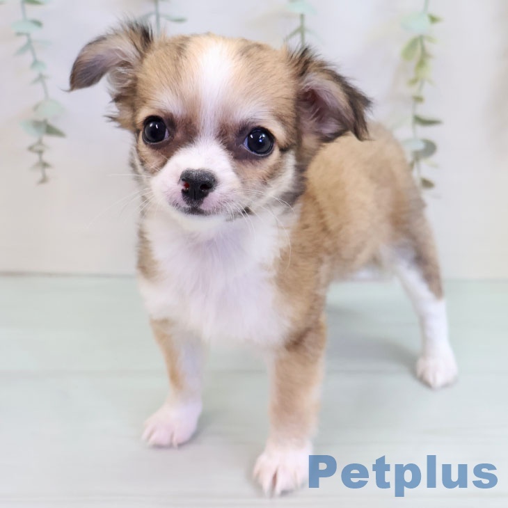 福岡県のチワワ(ロング) (ペットプラス MARK IS 福岡ももち店/2025年9月18日生まれ/女の子/フォーンホワイト)の子犬の2枚目の画像