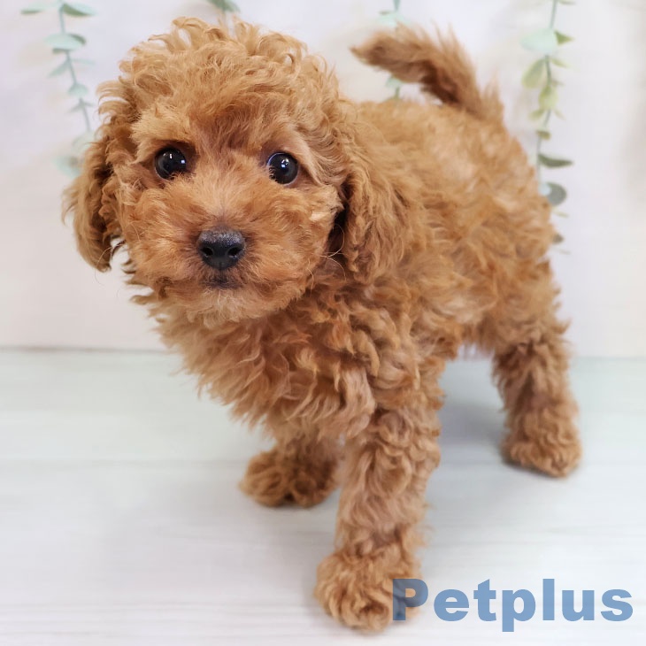 福岡県のトイプードル(トイ) (ペットプラス 福岡伊都店/2025年9月18日生まれ/男の子/レッド)の子犬の1枚目の画像