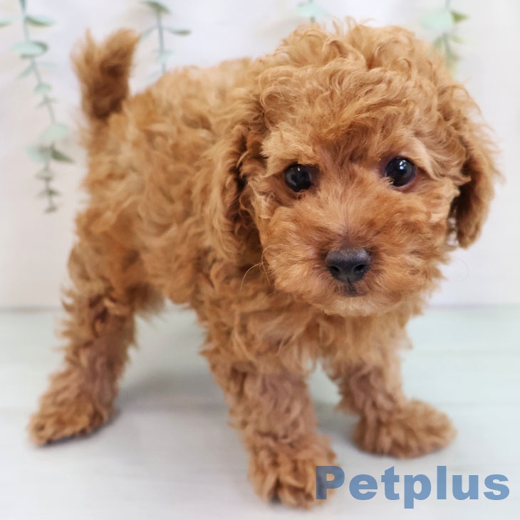 福岡県のトイプードル(トイ) (ペットプラス 福岡伊都店/2025年9月18日生まれ/男の子/レッド)の子犬の2枚目の画像