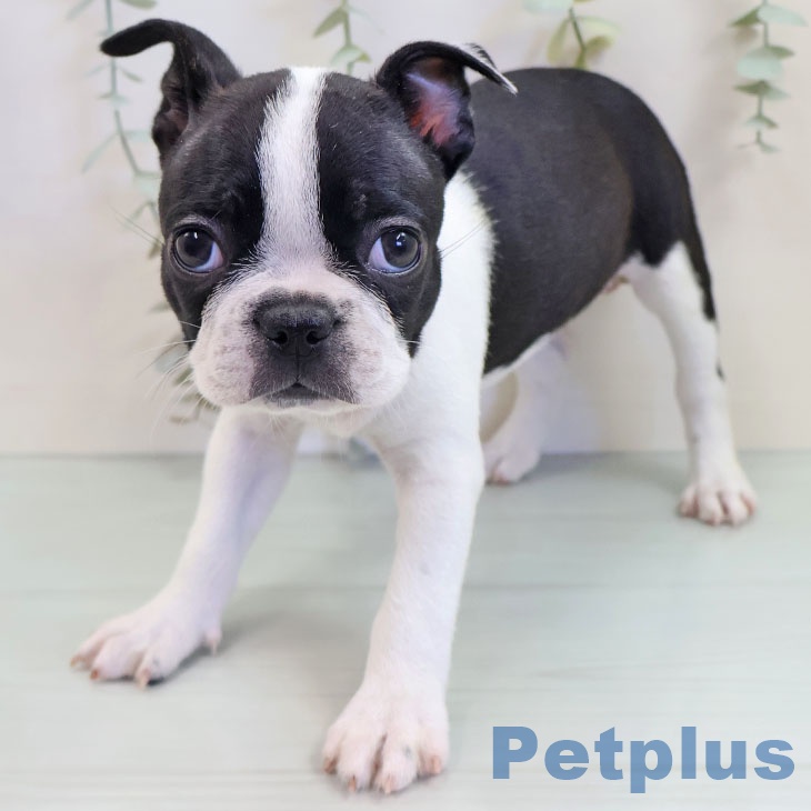 沖縄県のボストンテリア (ペットプラス 沖縄ライカム店/2025年9月18日生まれ/女の子/ボストンカラー)の子犬の1枚目の画像