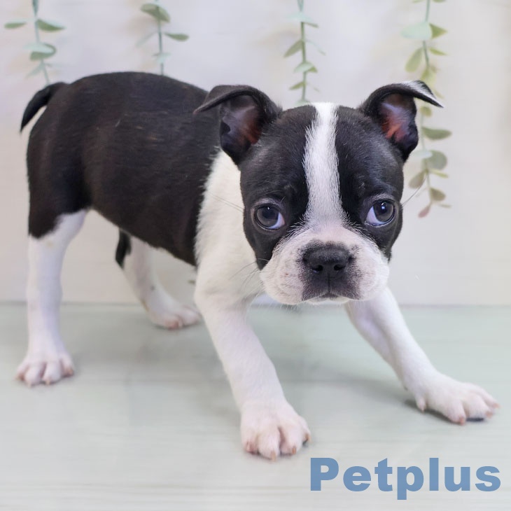 沖縄県のボストンテリア (ペットプラス 沖縄ライカム店/2025年9月18日生まれ/女の子/ボストンカラー)の子犬の2枚目の画像