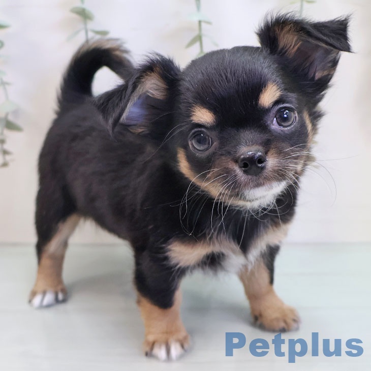 長崎県のチワワ(ロング) (ペットプラス 長崎店/2025年9月18日生まれ/女の子/ブラックタンホワイト)の子犬の1枚目の画像