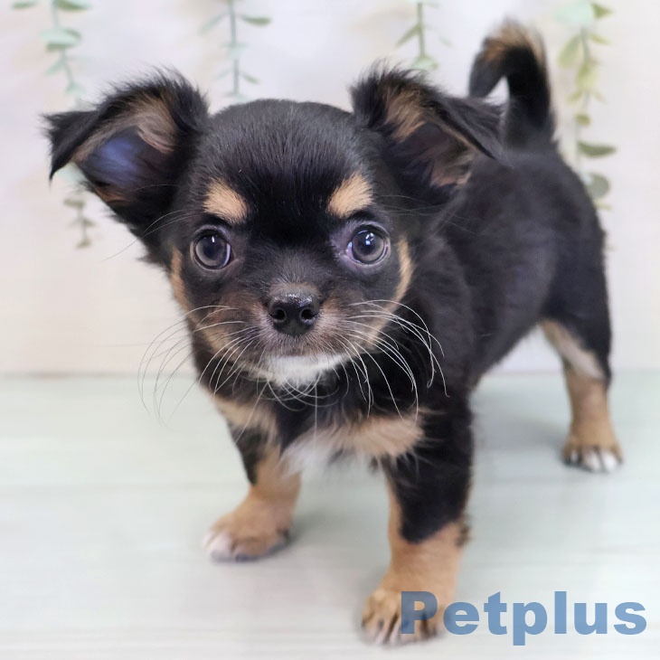 長崎県のチワワ(ロング) (ペットプラス 長崎店/2025年9月18日生まれ/女の子/ブラックタンホワイト)の子犬の2枚目の画像