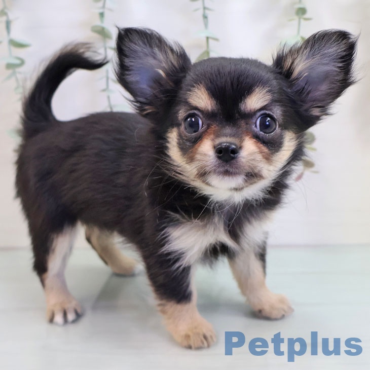 福岡県のチワワ(ロング) (ペットプラス 福岡店/2025年9月18日生まれ/女の子/ブラックタンホワイト)の子犬の1枚目の画像