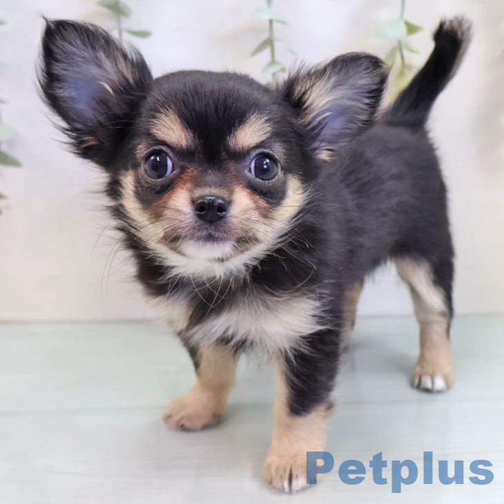 福岡県のチワワ(ロング) (ペットプラス 福岡店/2025年9月18日生まれ/女の子/ブラックタンホワイト)の子犬の2枚目の画像