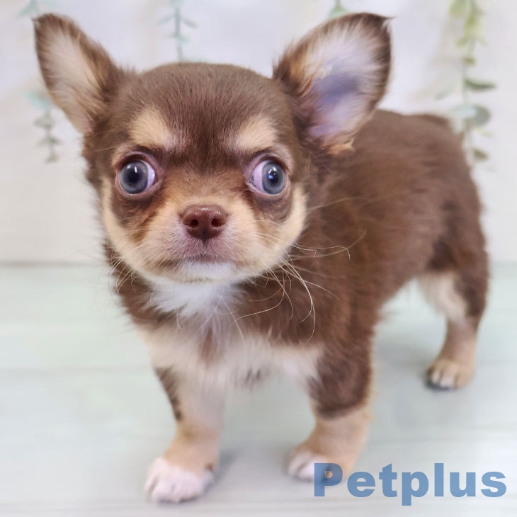 福岡県のチワワ(ロング) (ペットプラス 福岡店/2025年9月18日生まれ/女の子/チョコレートクリームホワイト)の子犬の1枚目の画像
