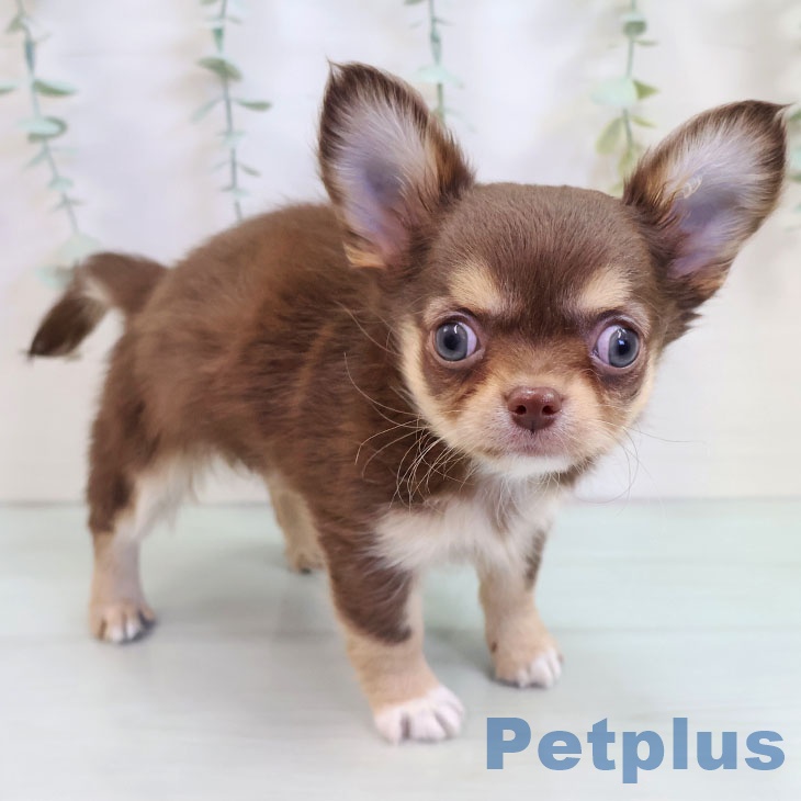 福岡県のチワワ(ロング) (ペットプラス 福岡店/2025年9月18日生まれ/女の子/チョコレートクリームホワイト)の子犬の2枚目の画像