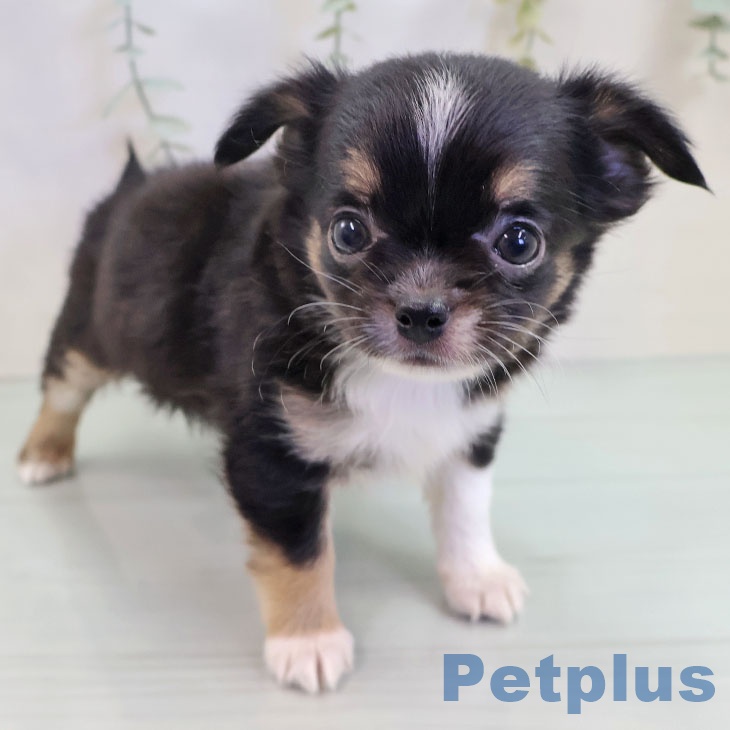 福岡県のチワワ(ロング) (ペットプラス 香椎浜店/2025年9月18日生まれ/男の子/ブラックタンホワイト)の子犬の2枚目の画像
