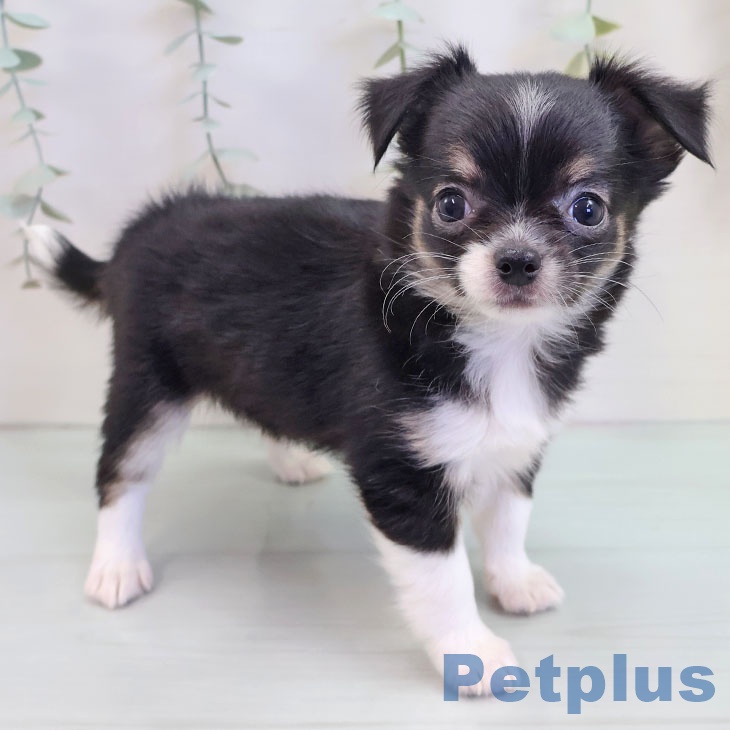 熊本県のチワワ(ロング) (ペットプラス 熊本店/2025年9月18日生まれ/女の子/ブラックタンホワイト)の子犬の1枚目の画像
