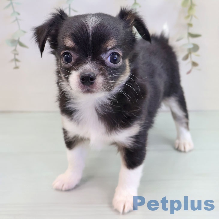 熊本県のチワワ(ロング) (ペットプラス 熊本店/2025年9月18日生まれ/女の子/ブラックタンホワイト)の子犬の2枚目の画像