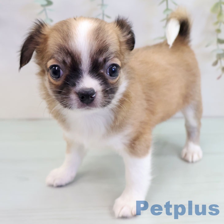 福岡県のチワワ(ロング) (ペットプラス ららぽーと福岡店/2025年9月18日生まれ/女の子/フォーンホワイト)の子犬の1枚目の画像