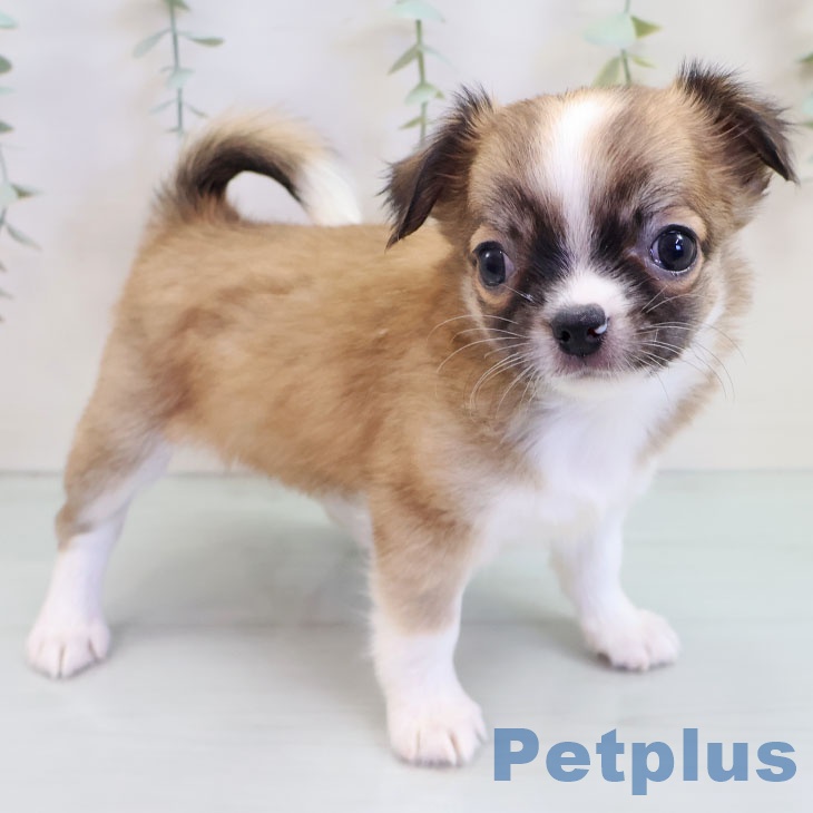 福岡県のチワワ(ロング) (ペットプラス ららぽーと福岡店/2025年9月18日生まれ/女の子/フォーンホワイト)の子犬の2枚目の画像