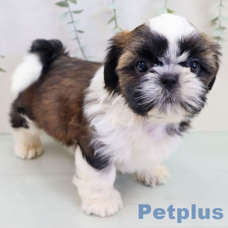 福岡県のシーズー (ペットプラス 福岡店/2025年9月18日生まれ/男の子/ゴールドホワイト)の子犬の1枚目の画像