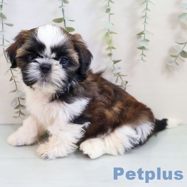 福岡県のシーズー (ペットプラス 福岡店/2025年9月18日生まれ/男の子/ゴールドホワイト)の子犬の2枚目の画像