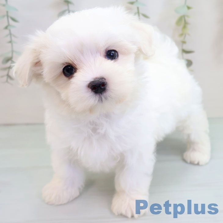 沖縄県のマルチーズ (ペットプラス 南風原店/2025年9月18日生まれ/男の子/ホワイト)の子犬の1枚目の画像