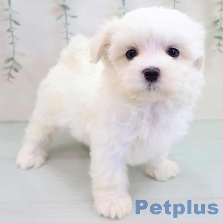 沖縄県のマルチーズ (ペットプラス 南風原店/2025年9月18日生まれ/男の子/ホワイト)の子犬の2枚目の画像