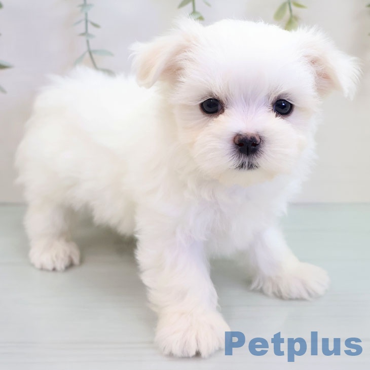 沖縄県のマルチーズ (ペットプラス 沖縄ライカム店/2025年9月18日生まれ/男の子/ホワイト)の子犬の1枚目の画像