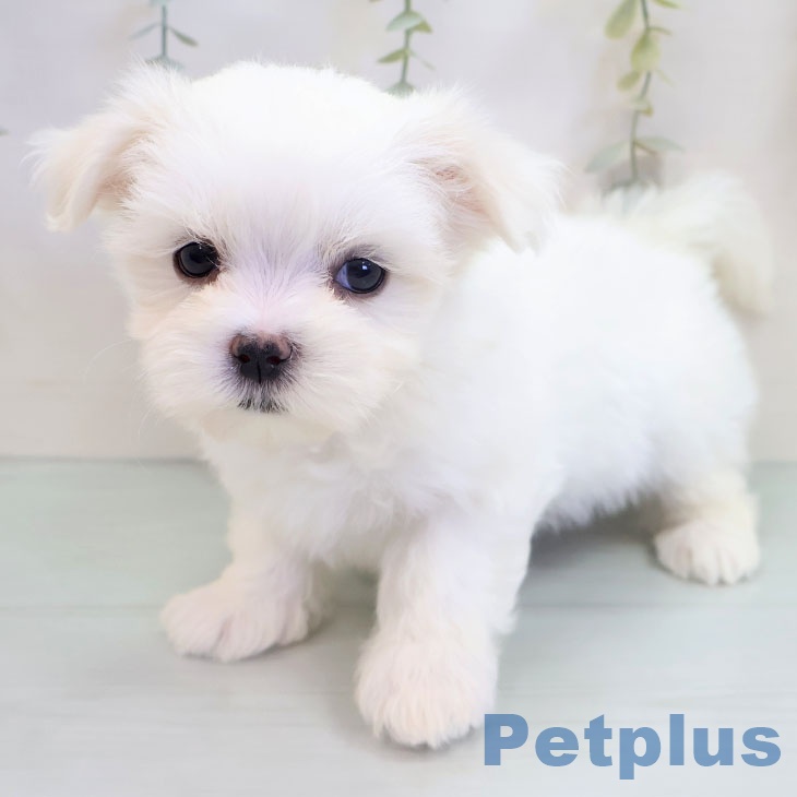 沖縄県のマルチーズ (ペットプラス 沖縄ライカム店/2025年9月18日生まれ/男の子/ホワイト)の子犬の2枚目の画像