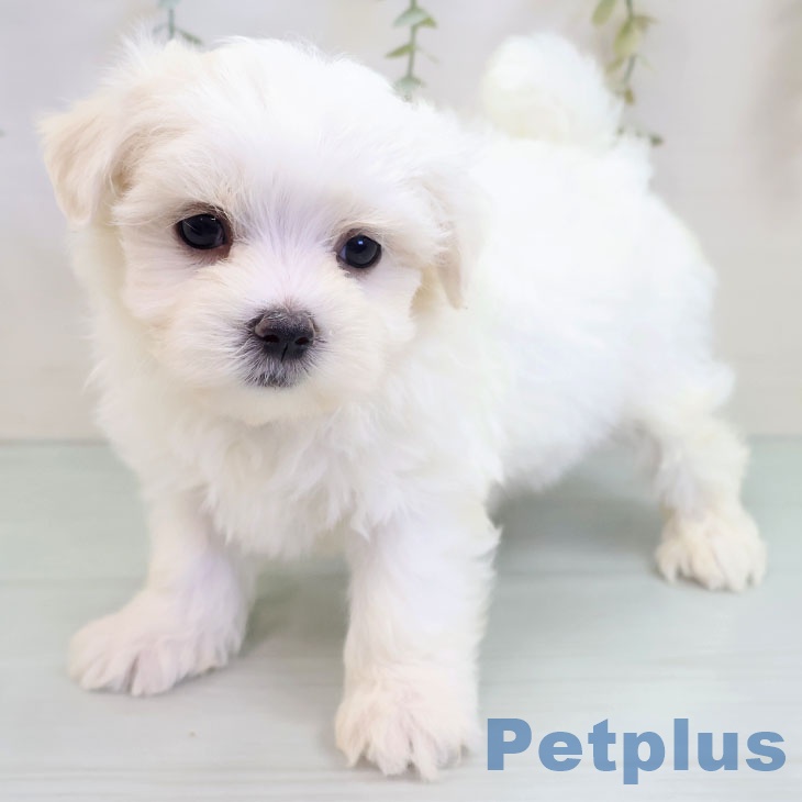 埼玉県のマルチーズ (ペットプラス 浦和美園店/2025年9月18日生まれ/男の子/ホワイト)の子犬