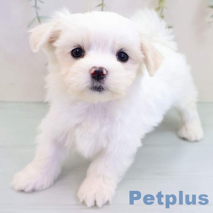 マルチーズの写真2