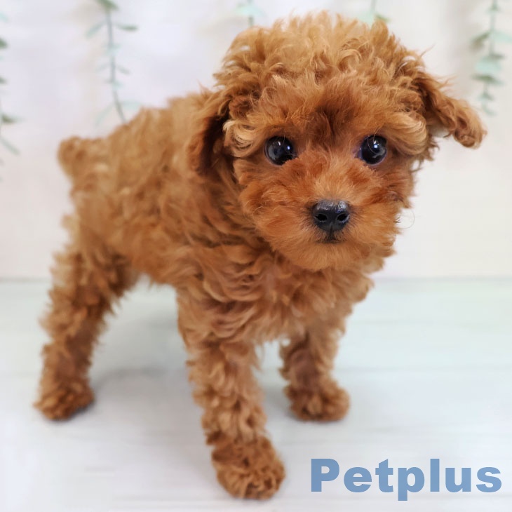 福岡県のトイプードル(トイ) (ペットプラス 八幡東店/2025年9月18日生まれ/男の子/レッド)の子犬の1枚目の画像