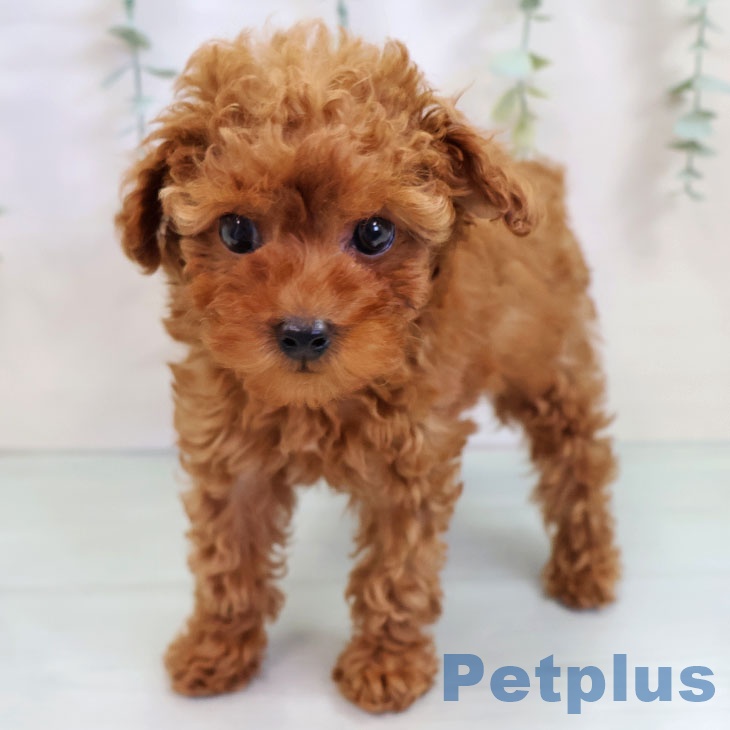 福岡県のトイプードル(トイ) (ペットプラス 八幡東店/2025年9月18日生まれ/男の子/レッド)の子犬の2枚目の画像