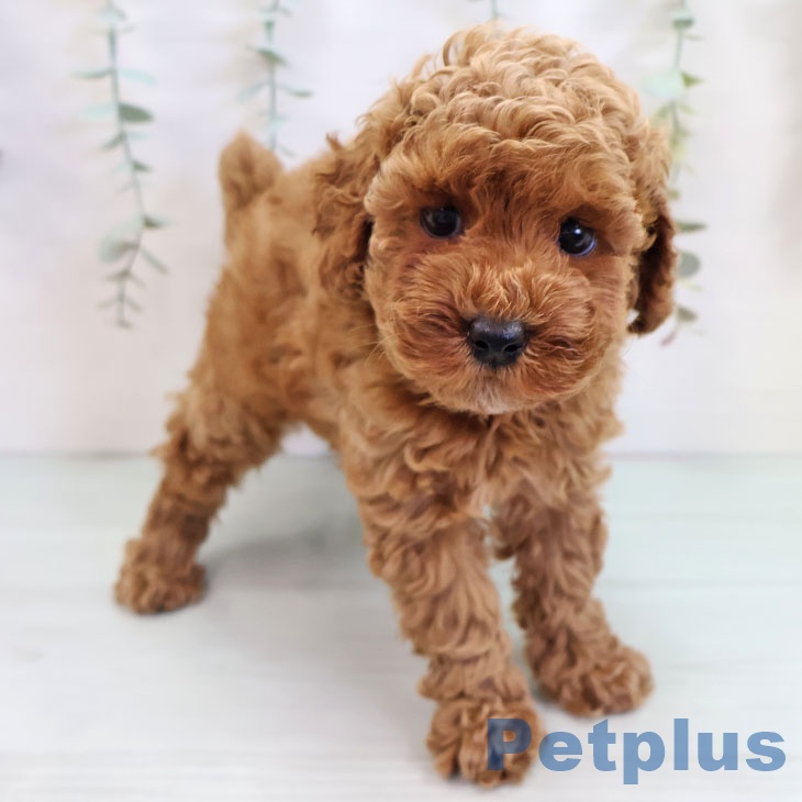 福岡県のトイプードル(トイ) (ペットプラス 福岡店/2025年9月17日生まれ/女の子/レッド)の子犬の2枚目の画像