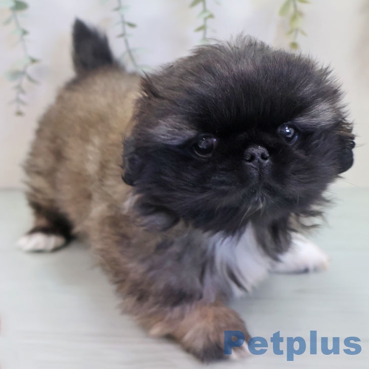 ペキニーズの写真2