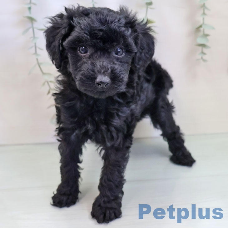 トイ・プードル