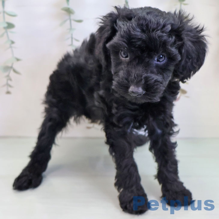 トイ・プードルの写真2