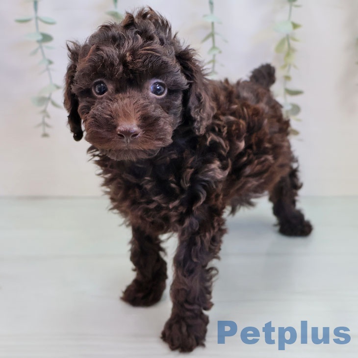 福岡県のトイプードル(トイ) (ペットプラス 八幡東店/2025年9月19日生まれ/男の子/ブラウン)の子犬の1枚目の画像