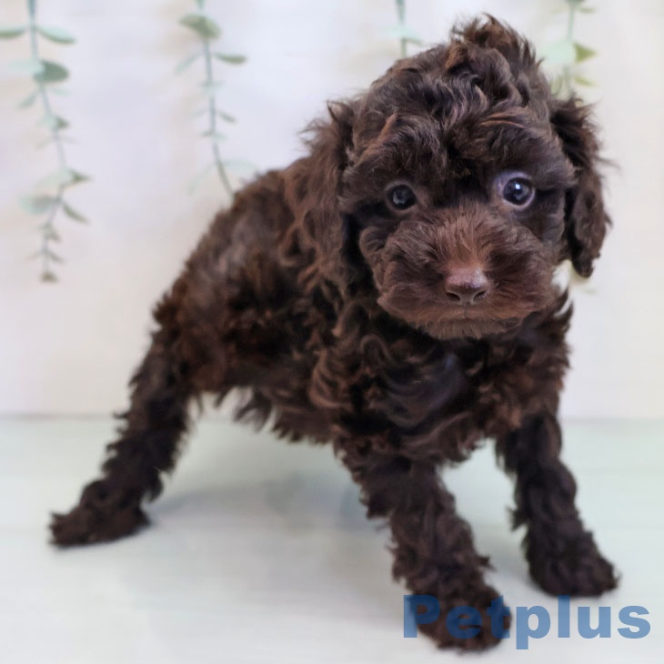 福岡県のトイプードル(トイ) (ペットプラス 八幡東店/2025年9月19日生まれ/男の子/ブラウン)の子犬の2枚目の画像