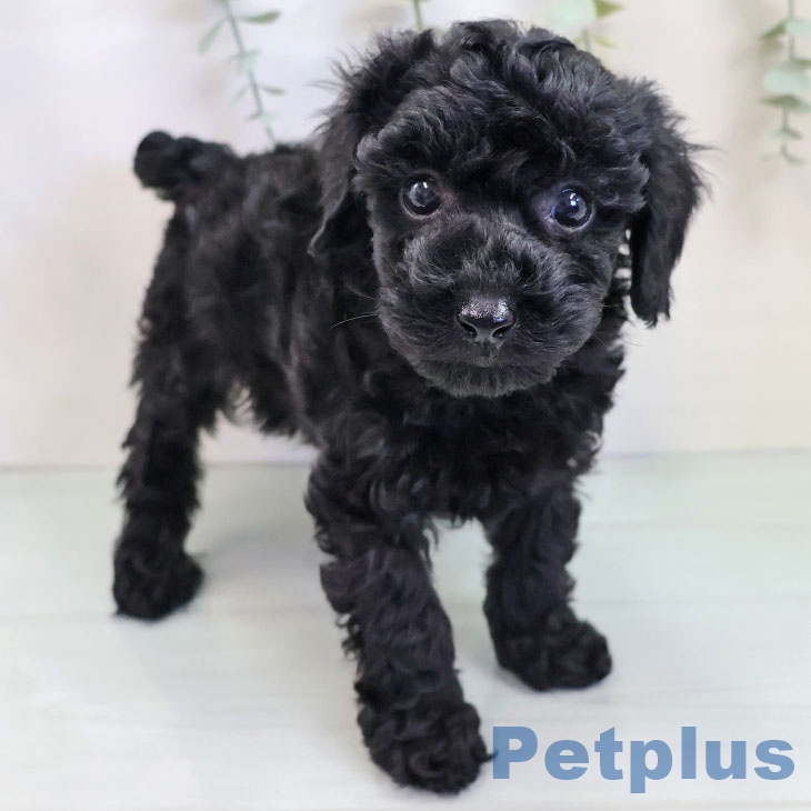 福岡県のトイプードル(トイ) (ペットプラス 福岡伊都店/2025年9月19日生まれ/女の子/ブラック)の子犬の1枚目の画像
