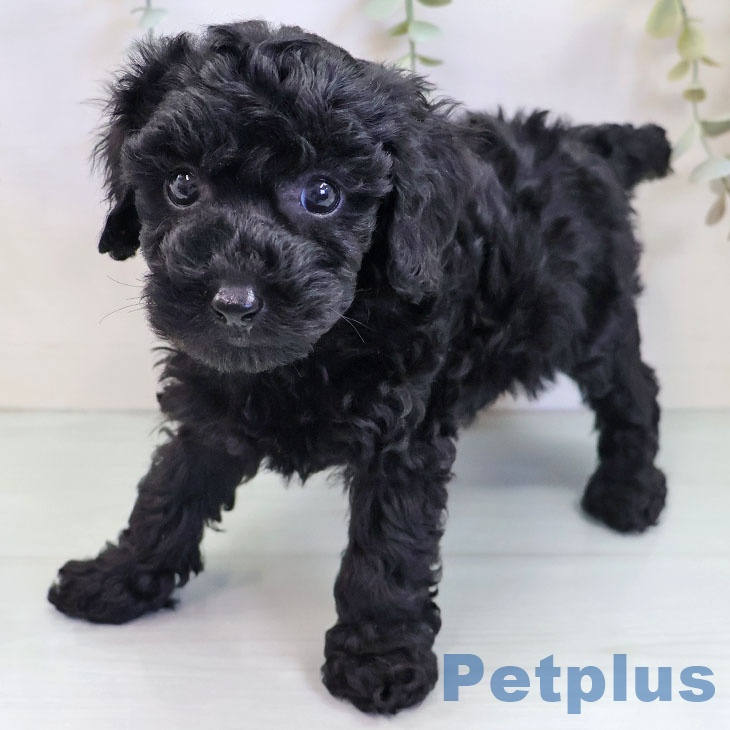 福岡県のトイプードル(トイ) (ペットプラス 福岡伊都店/2025年9月19日生まれ/女の子/ブラック)の子犬の2枚目の画像