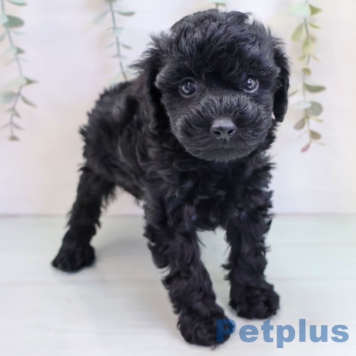 福岡県のトイプードル(トイ) (ペットプラス 春日店/2025年9月19日生まれ/女の子/ブラック)の子犬の1枚目の画像
