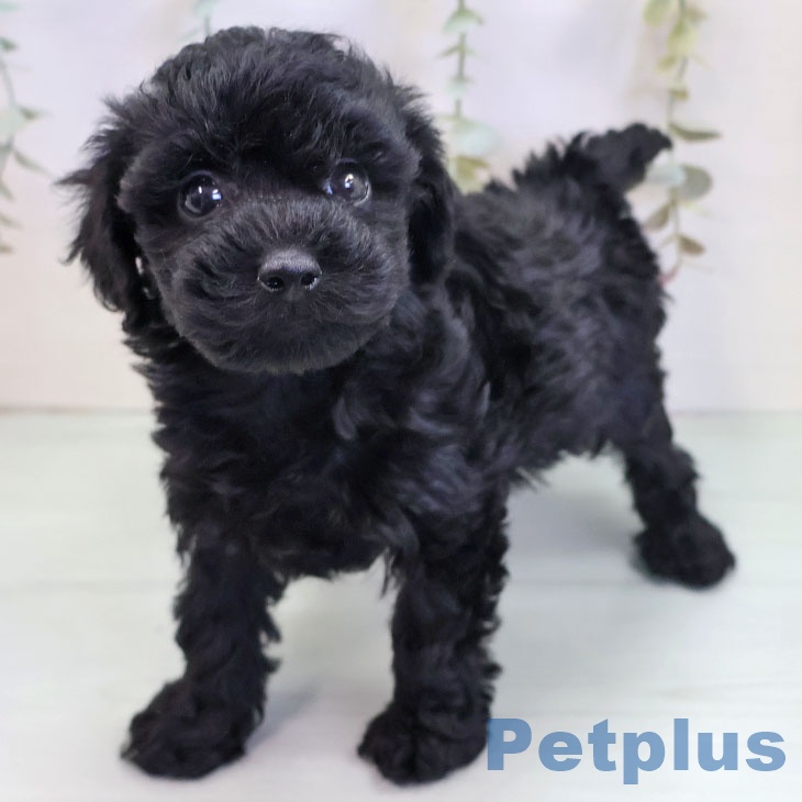 福岡県のトイプードル(トイ) (ペットプラス 春日店/2025年9月19日生まれ/女の子/ブラック)の子犬の2枚目の画像